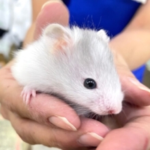 走るぞぉ〜🏃🏼‪💨‎🤍長毛ハムスター 🩶男の子 2023年9月生まれ