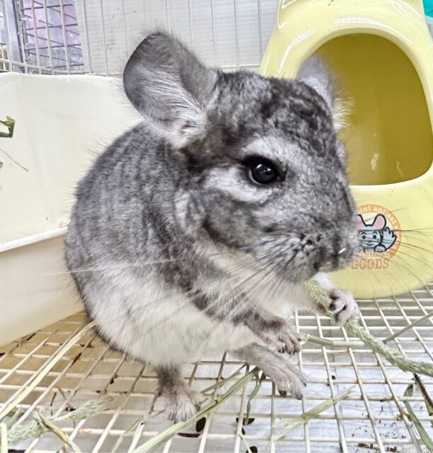 もふもふ🩶チンチラ グレー 女の子 2023年7月生まれ チンチラ