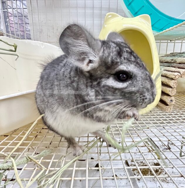 もふもふ🩶チンチラ グレー 女の子 2023年7月生まれ チンチラ