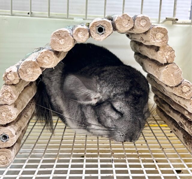 もふもふ🩶チンチラ グレー 女の子 2023年7月生まれ チンチラ