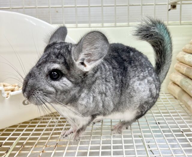 もふもふ🩶チンチラ グレー 女の子 2023年7月生まれ チンチラ