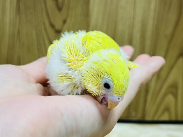 セキセイインコ