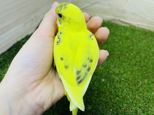 セキセイインコ