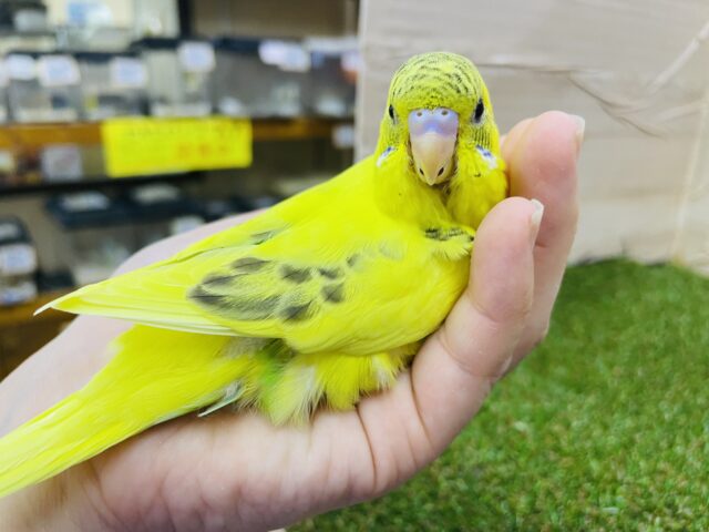 セキセイインコ