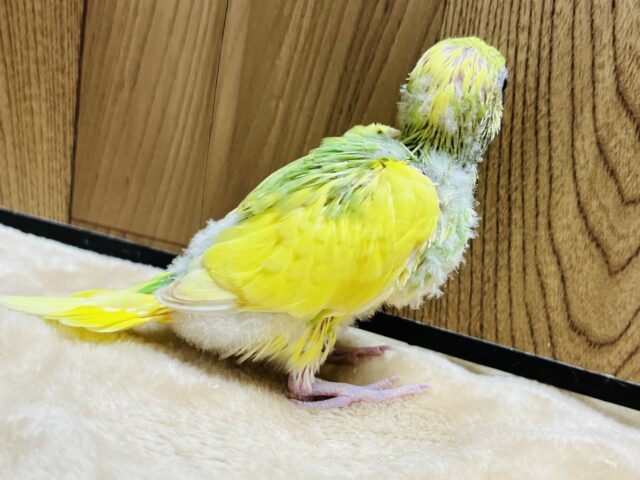 セキセイインコ