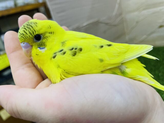 セキセイインコ