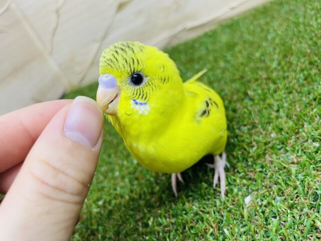 セキセイインコ