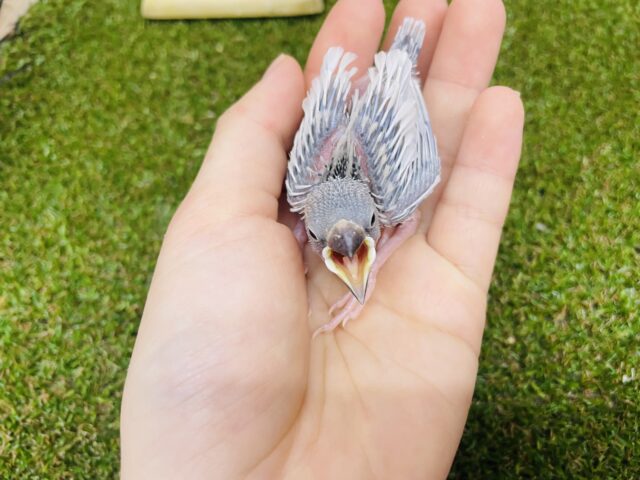 シルバー文鳥