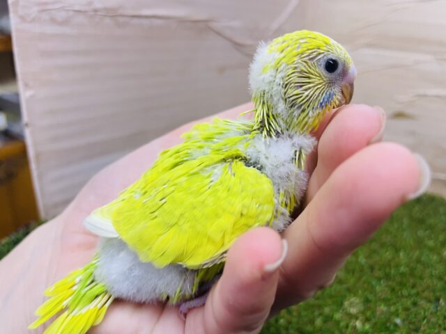 セキセイインコ