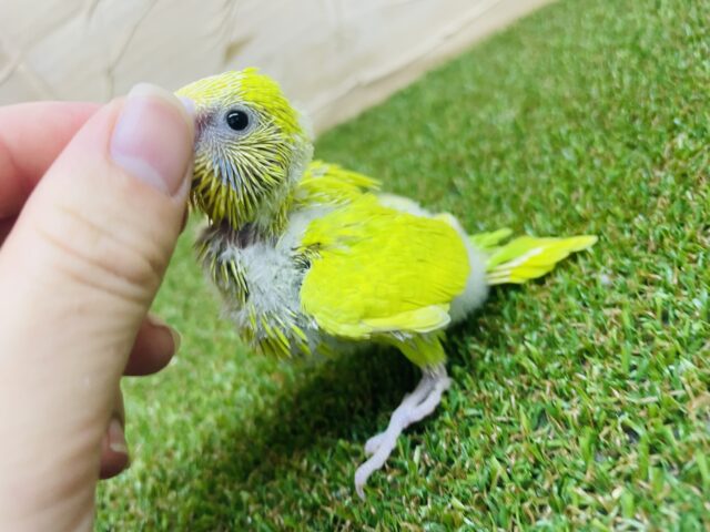 セキセイインコ