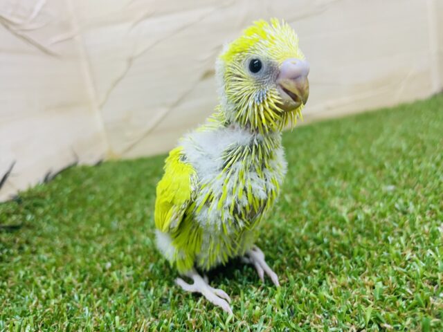 セキセイインコ