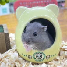 あまあまちゃん💙ロシアンブルーハムスター💙男の子2023年8月生まれ