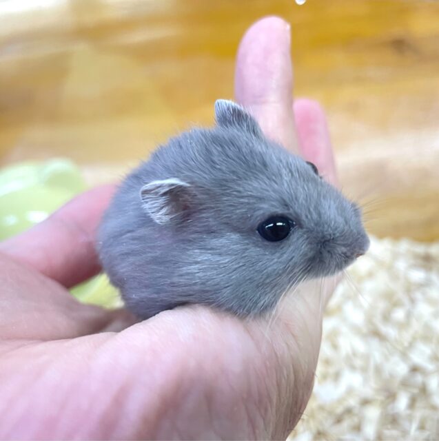 ジャンガリアン