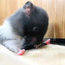 お手入れは念入りにねっ♪カラーハムスター 男の子