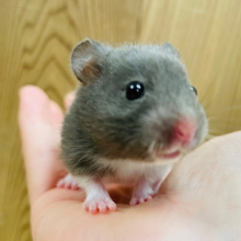 好奇心旺盛！！！わんぱく少年♡カラーハムスター 男の子