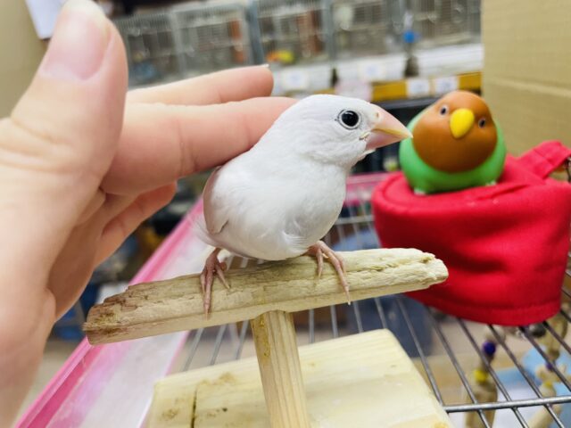 白文鳥