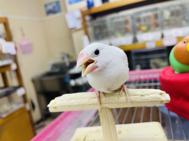 白文鳥