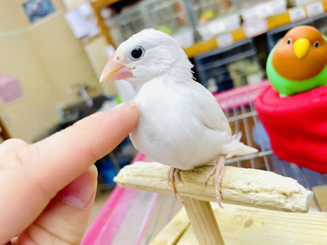 福ちゃん💓最新画像になりますよ⭐️こうきしんオーセー！ぴょんぴょんっ🤍　白文鳥