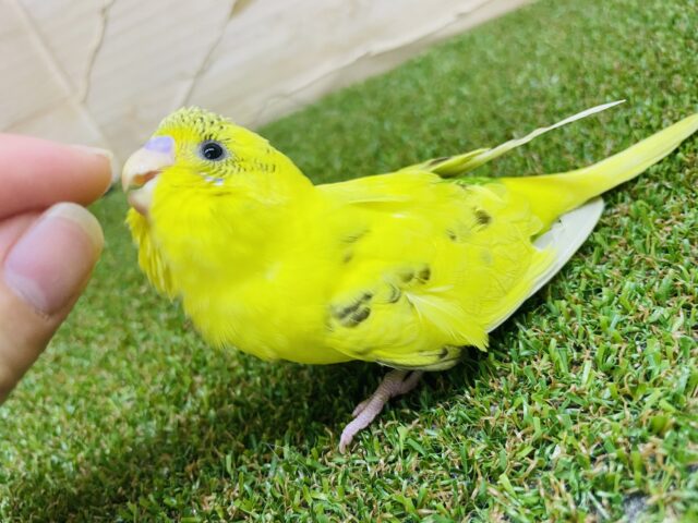 セキセイインコ