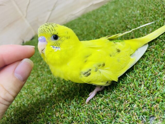 セキセイインコ