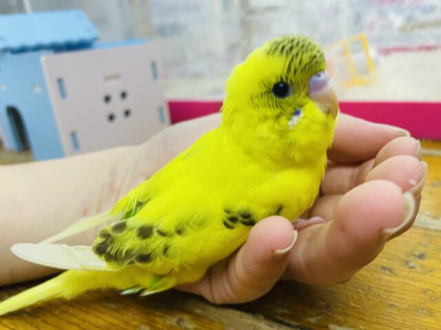 セキセイインコ