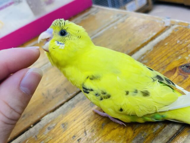 セキセイインコ