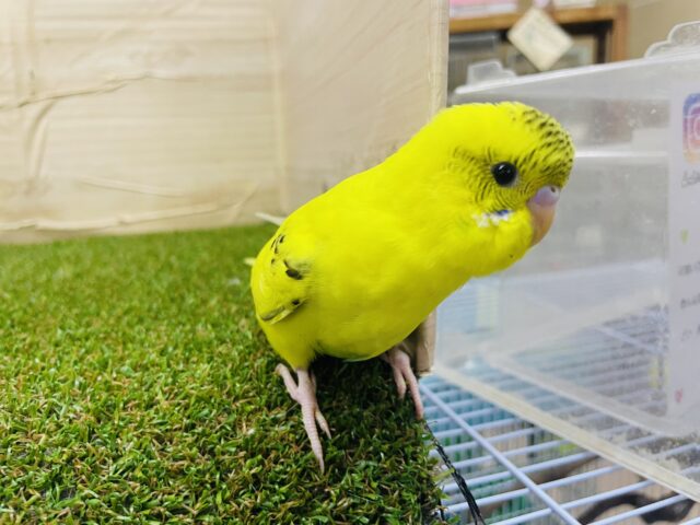 セキセイインコ