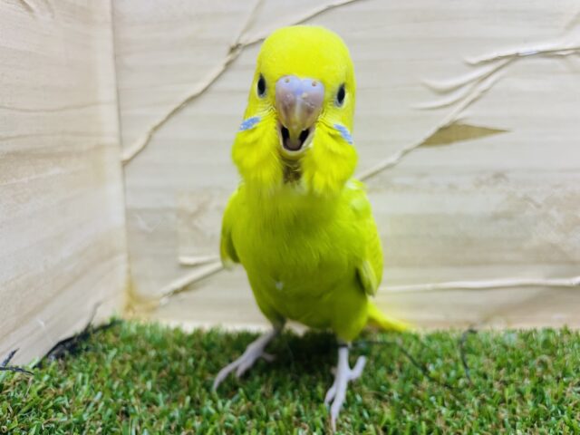 セキセイインコ