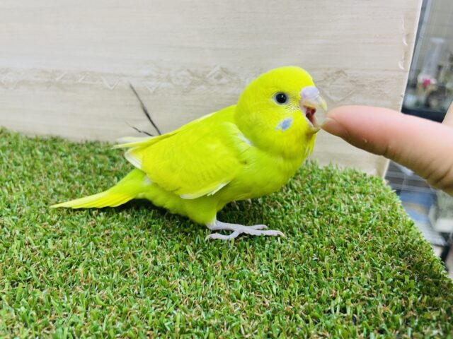 セキセイインコ