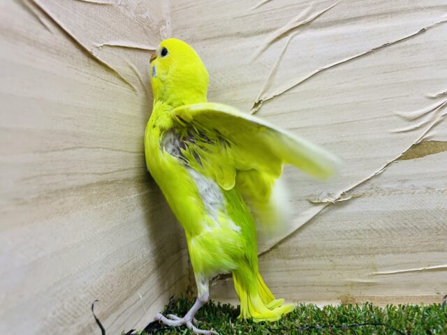 セキセイインコ