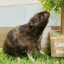 黒×茶2色のハムスター❗️おっとりさんの男の子🤎