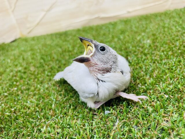 シルバー文鳥