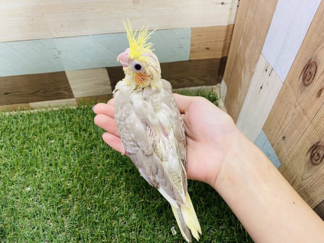 オカメインコ