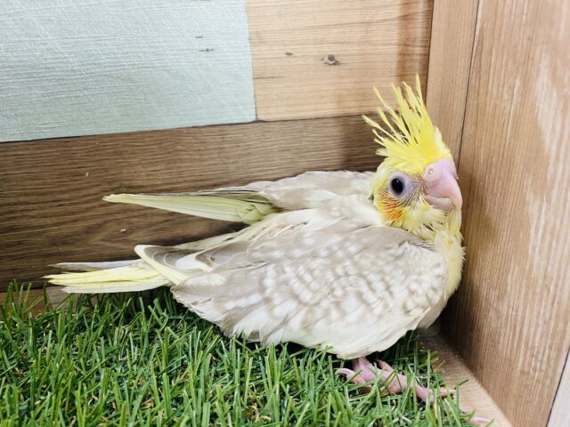 オカメインコ