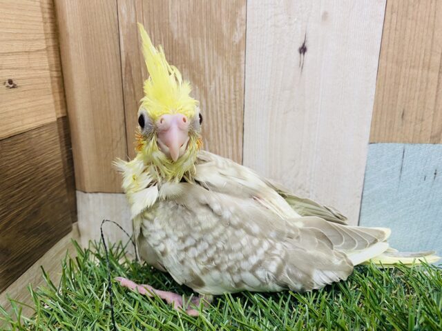 オカメインコ