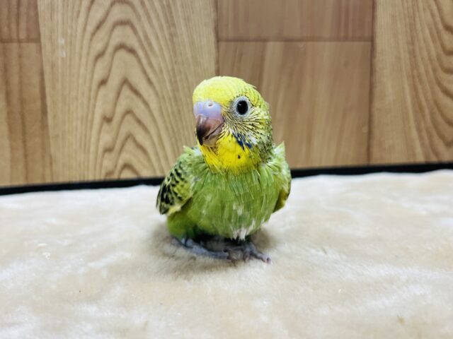 セキセイインコ