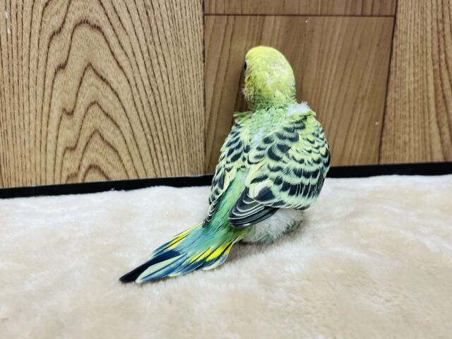 セキセイインコ