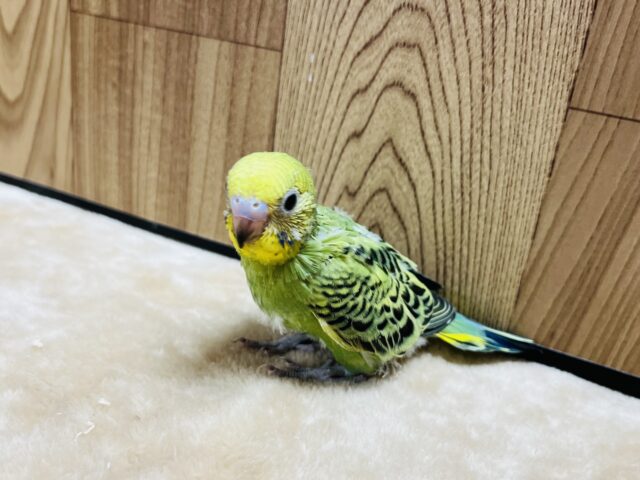 セキセイインコ