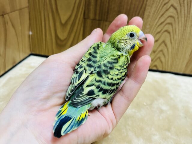 セキセイインコ