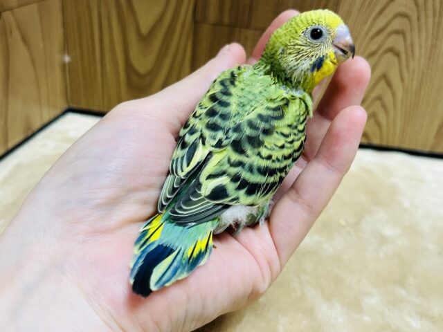 セキセイインコ