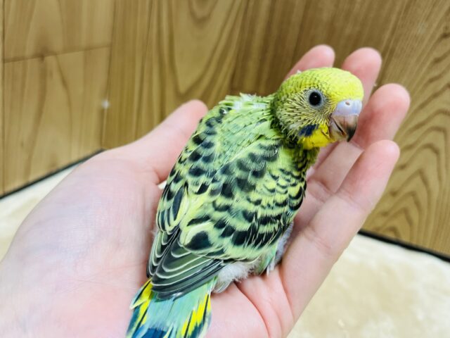 セキセイインコ