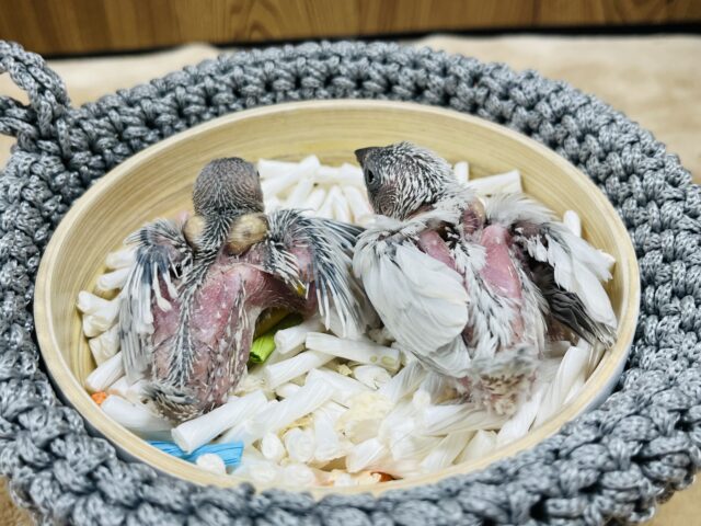 シルバー文鳥