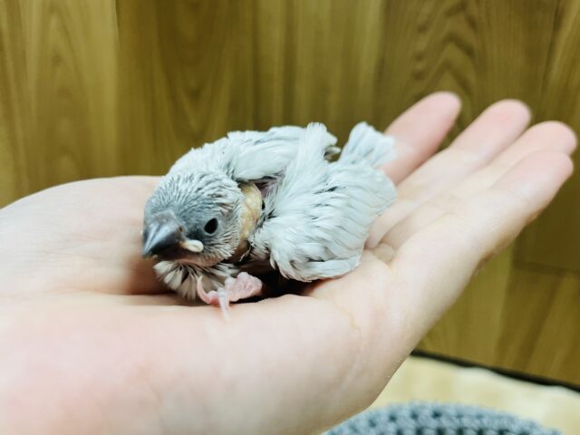 シルバー文鳥