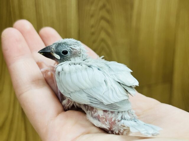 シルバー文鳥