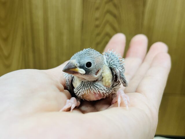 シルバー文鳥