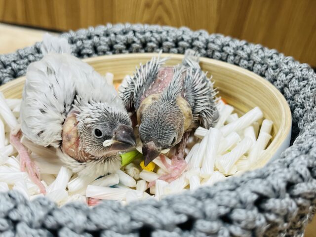 シルバー文鳥