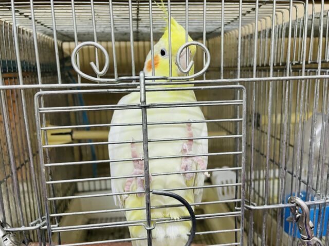 オカメインコ