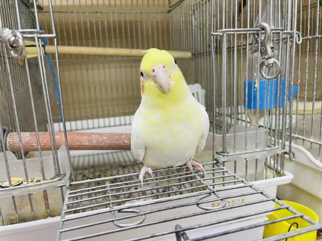 オカメインコ