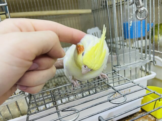 オカメインコ