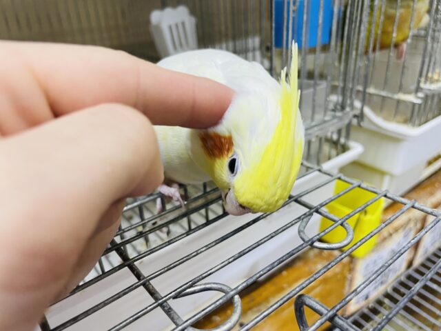 オカメインコ